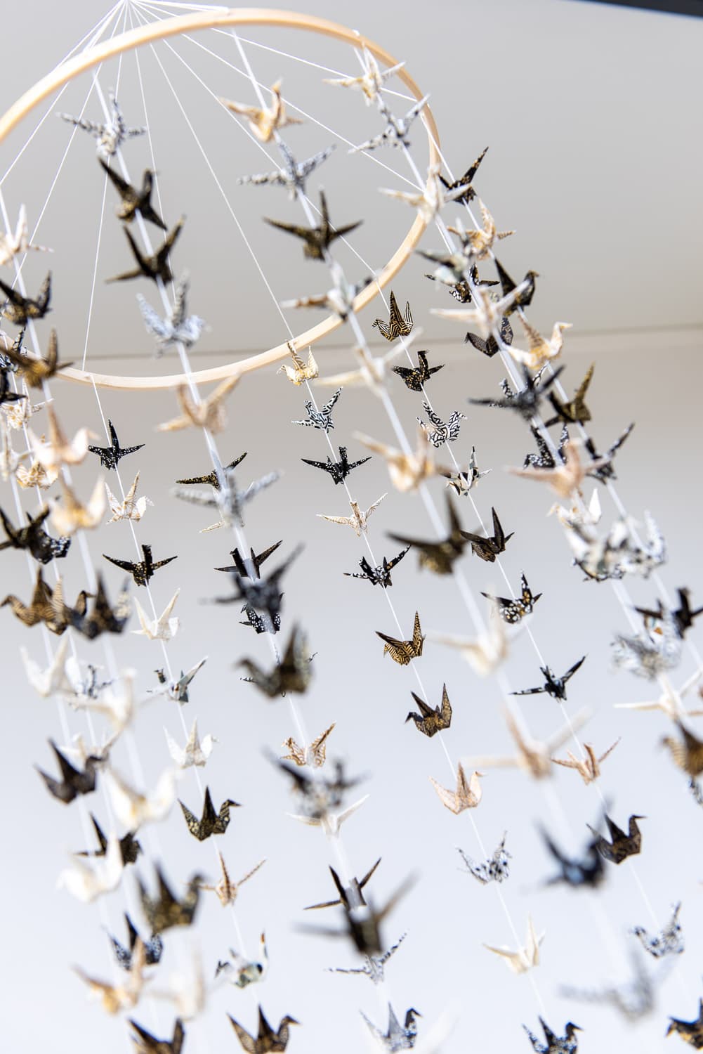 Envolée de 300 grues « Hoshizukiyo »